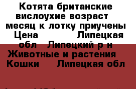 Котята британские вислоухие возраст 1 месяц к лотку приучены › Цена ­ 1 000 - Липецкая обл., Липецкий р-н Животные и растения » Кошки   . Липецкая обл.